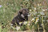 CHIEN FINNOIS DE LAPONIE 425